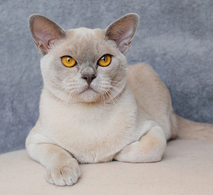 Голубая бурма. Бурманская кошка. Бурманская кошка голубая. Европейская Бурма голубая. Лиловый кот Бурма.